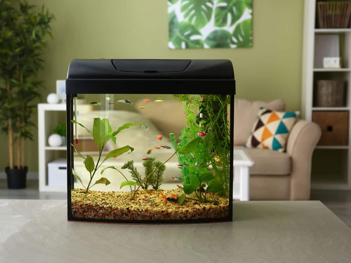 fish tank
